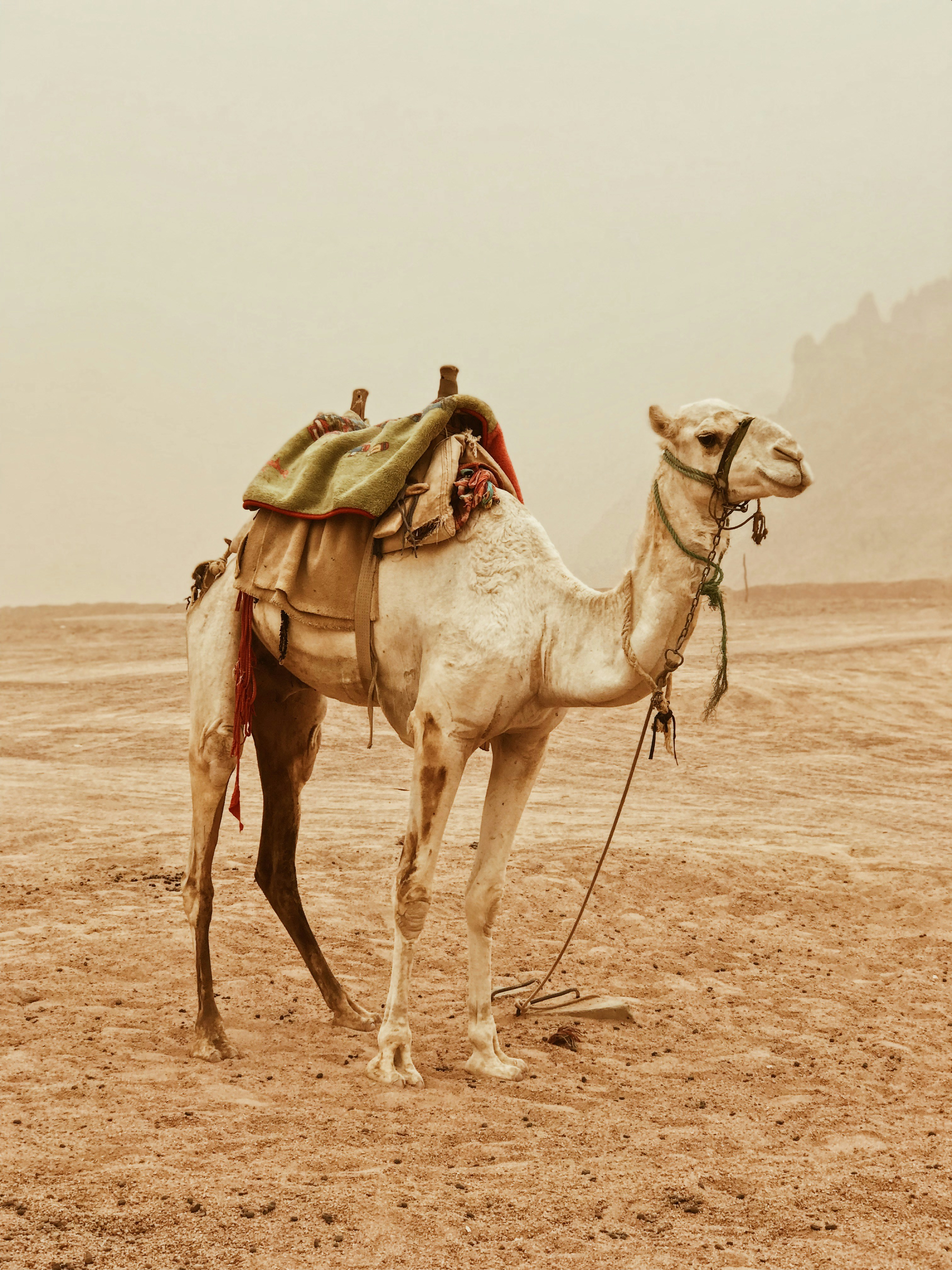 Camel Ride